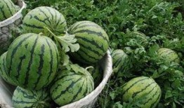 2024大瓜事件 热门大瓜每日必吃大瓜,每日必吃大瓜盘点